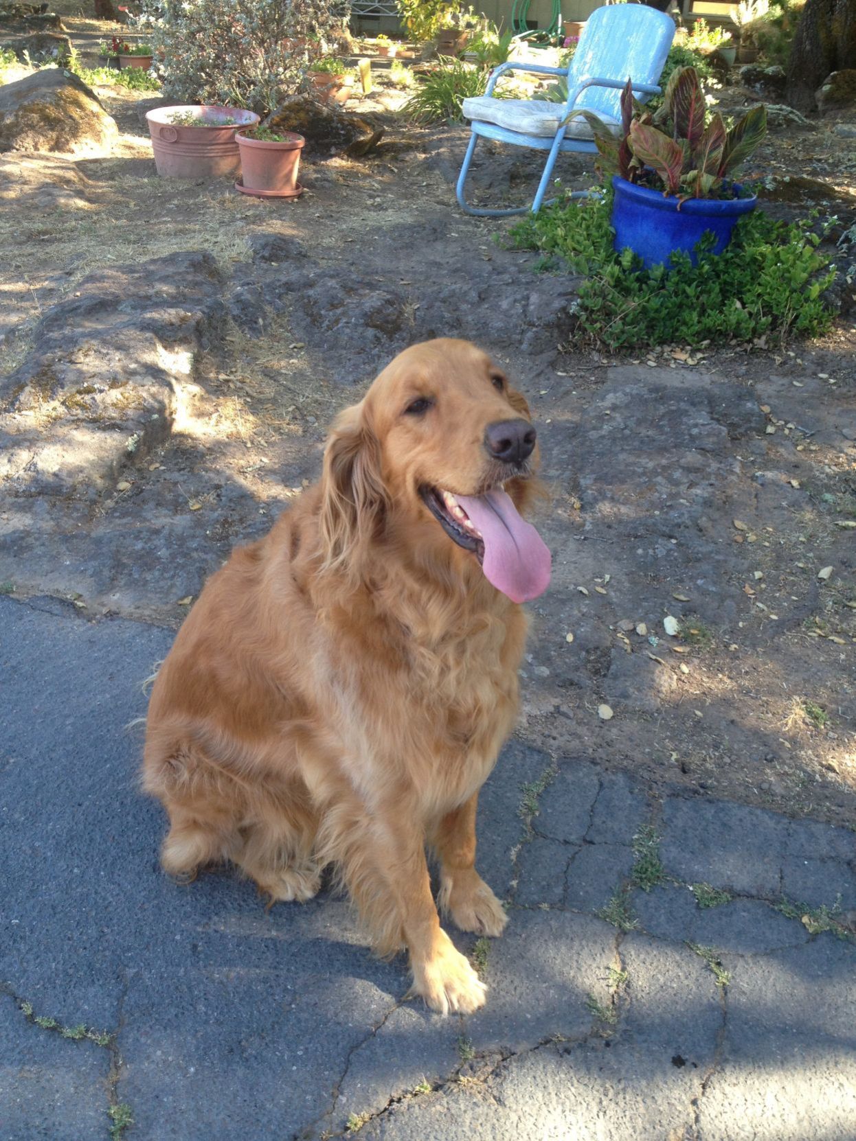 Harley